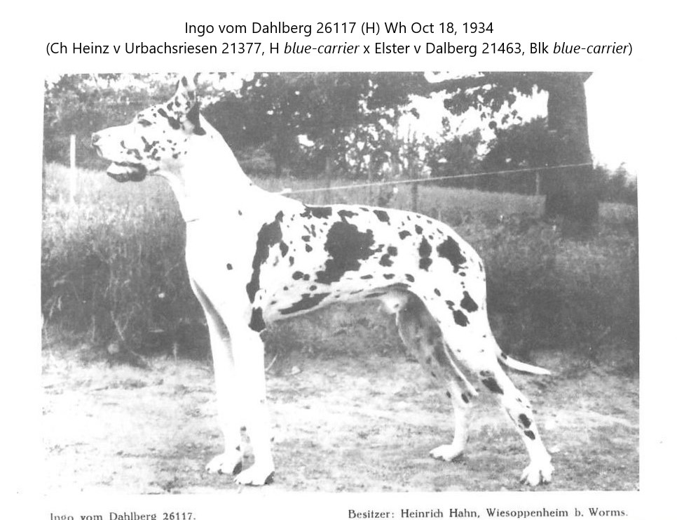Ingo vom Dahlberg